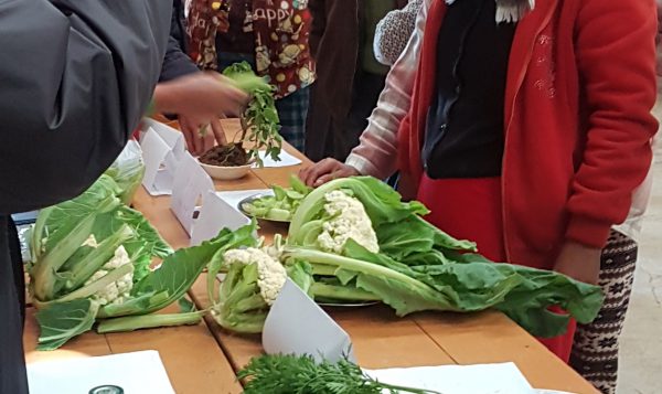 The New Light of Myanmar highlighted the distribution of Tree Saplings to the villagers