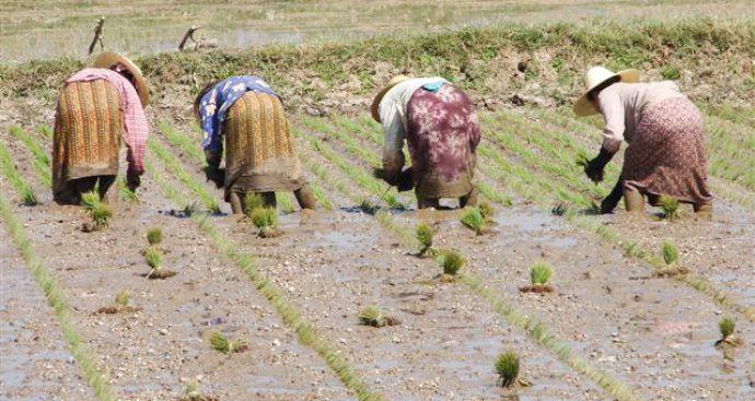 Farming1 » Myanmar Institute for Integrated Development