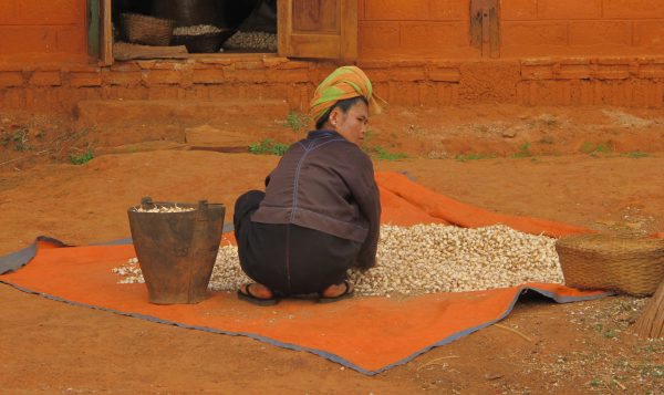 Groundnut and Ginger Value Chains Enhanced in Shan State