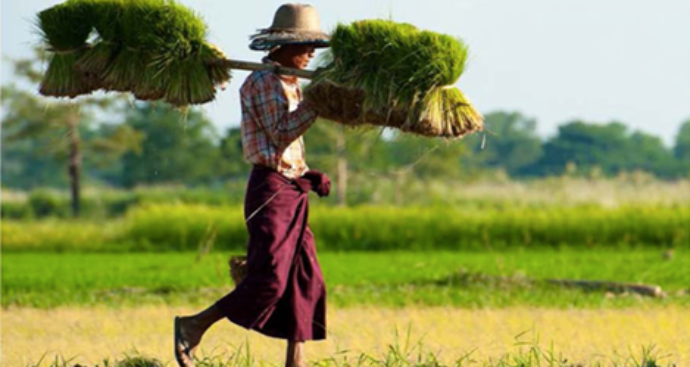 MIID Publishes Review Of Food And Nutrition Security In Myanmar